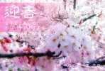 桜の花の年賀状 サムネ