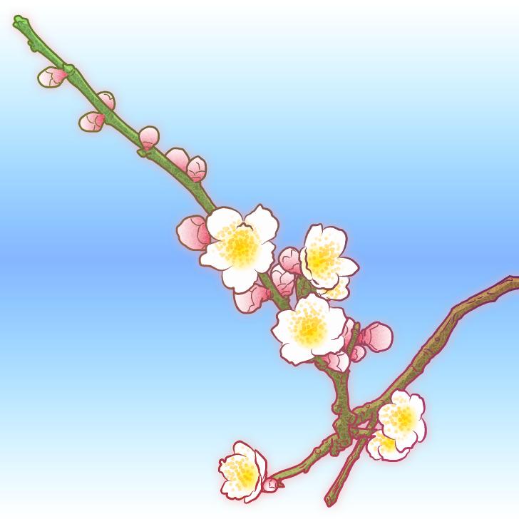 梅の花イラスト素材 | 花のイラスト