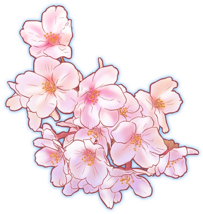 桜の花イラスト素材 | 花のイラスト