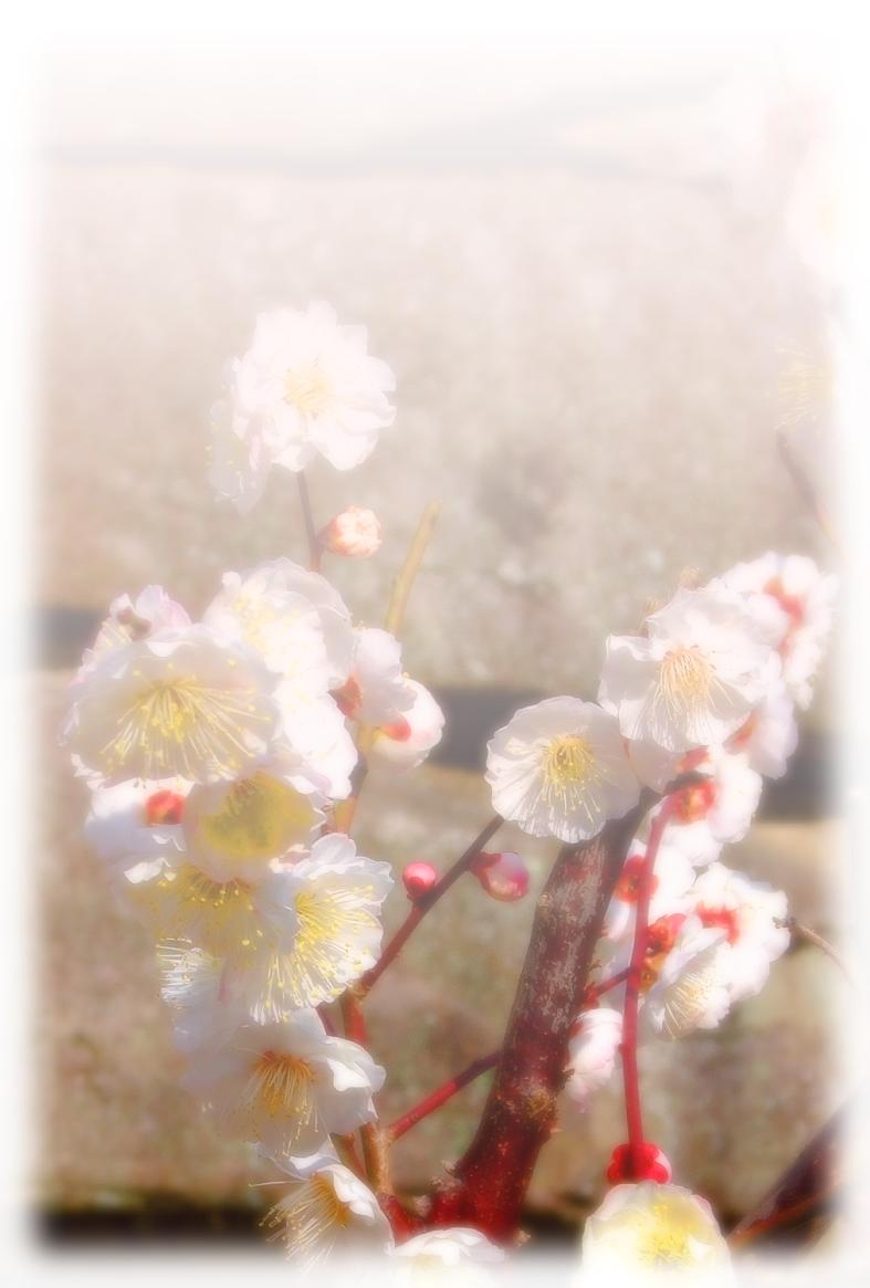 梅の花の写真年賀状(文字無し) | 梅の花の写真