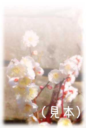 梅の花の写真年賀状(文字無し)(見本) | 梅の花の写真