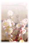 梅の花の写真年賀状(文字無し) サムネ