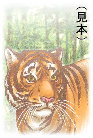 リアルな虎の年賀状イラスト素材(見本) | リアルなトラ
