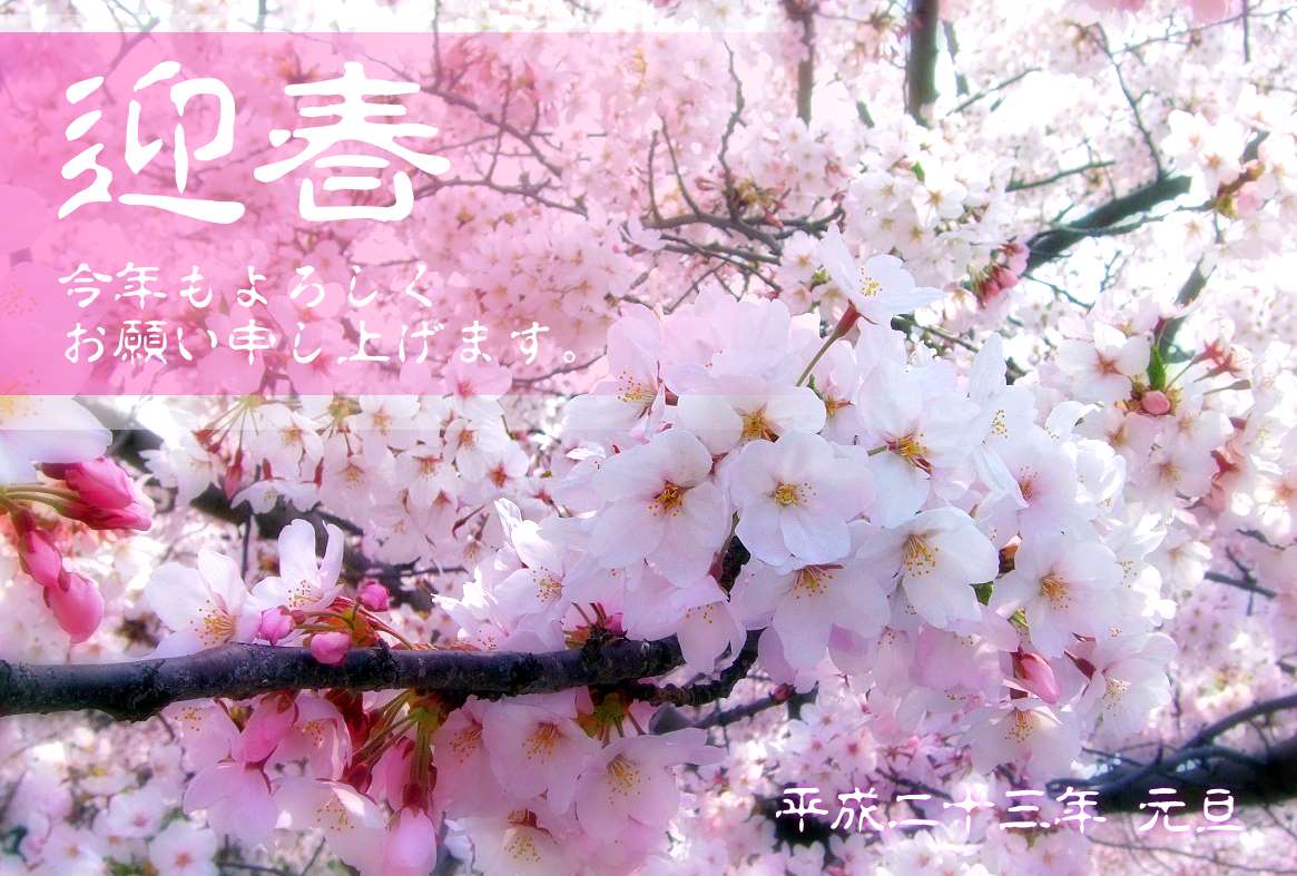 桜の花の年賀状テンプレート | 花