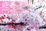 桜の花の年賀状テンプレート サムネ