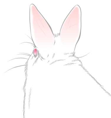 兎の後ろ姿イラスト素材(見本) | リアルめのウサギ