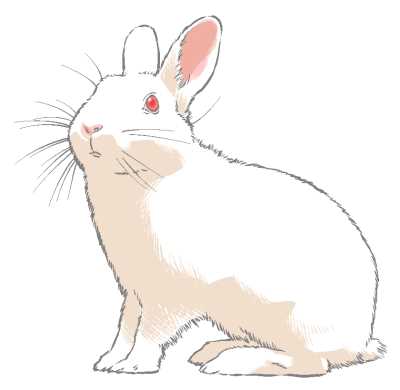 うさぎイラスト素材(見本) | リアルめのウサギ