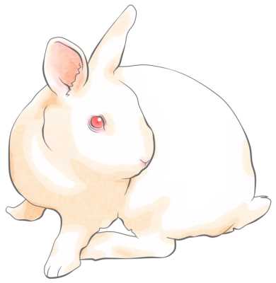 振り向くうさぎイラスト素材(見本) | リアルめのウサギ