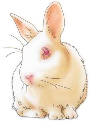 正面からの兎イラスト素材(見本) | リアルめのウサギ