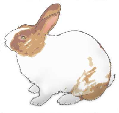 ぶちうさぎイラスト素材(見本) | リアルめのウサギ