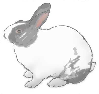 黒ぶちうさぎイラスト素材(見本) | リアルめのウサギ