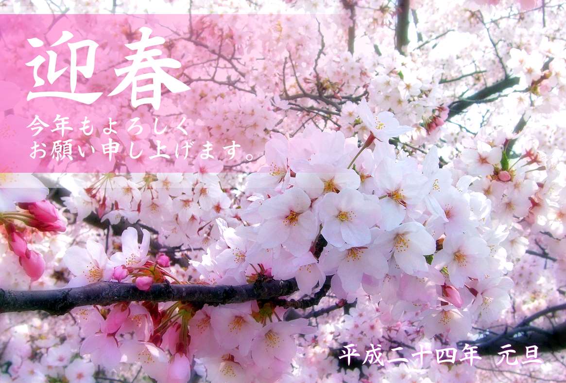 桜の花写真年賀状 | 花