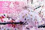 桜の花写真年賀状 サムネ
