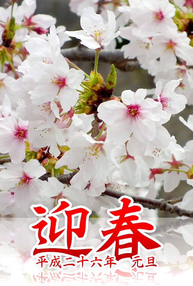 桜の写真年賀状・タテ