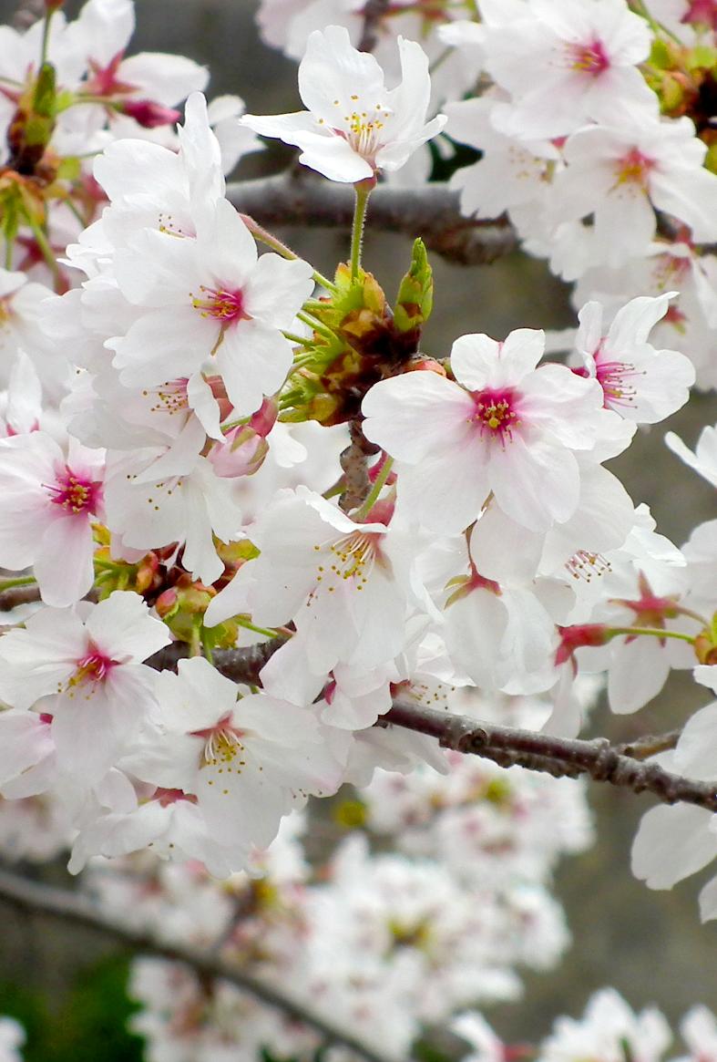 桜の花写真素材