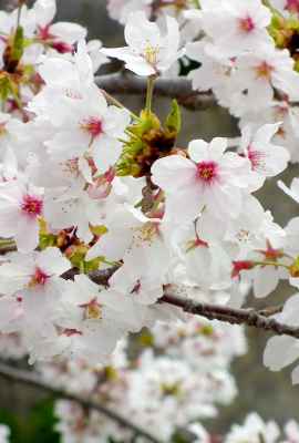 桜の花写真素材（見本）