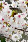桜の花写真素材 サムネイル