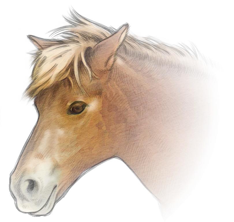 リアルな馬の顔イラスト素材