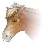 リアルな馬の顔イラスト素材 サムネイル