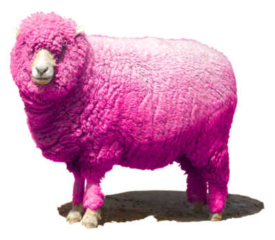 ピンクの羊（見本）