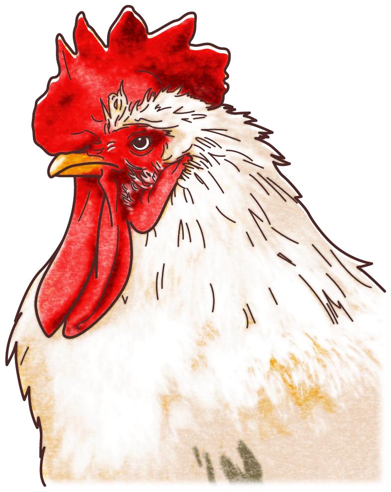 リアルな鶏の顔イラスト素材
