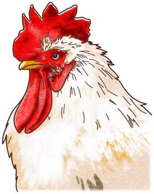 リアルな鶏の顔イラスト素材（見本）