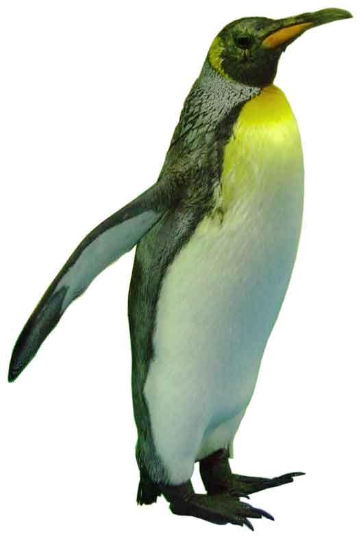 ペンギン（皇帝ペンギン）写真素材
