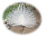 白孔雀サムネイル