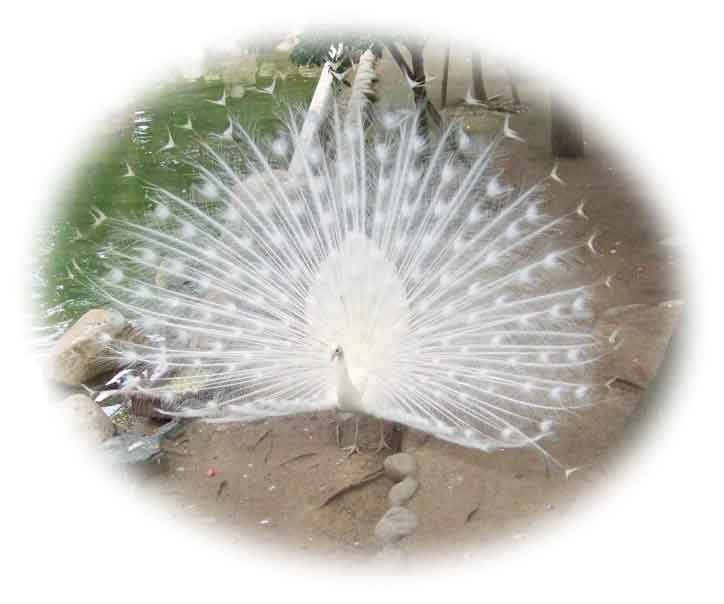 白孔雀（シロクジャク）写真素材