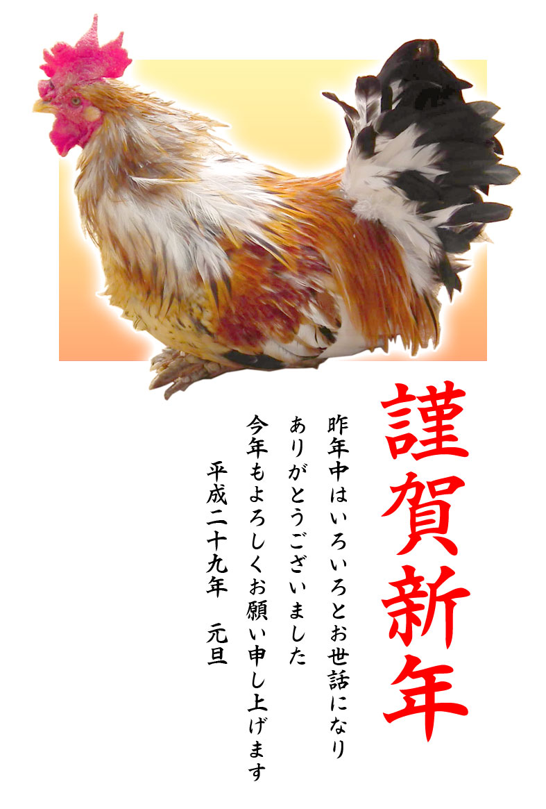 鶏(ニワトリ)写真年賀状テンプレート素材02