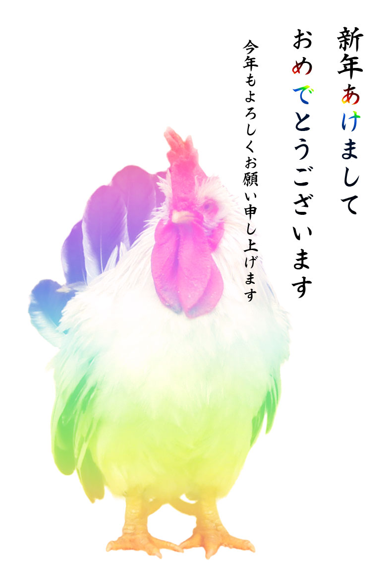 鶏(ニワトリ)写真年賀状テンプレート素材05
