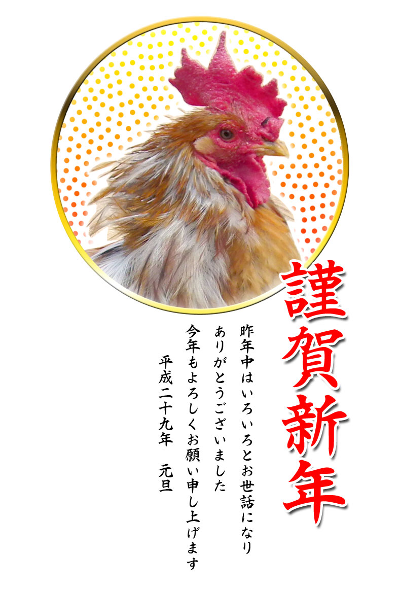 鶏(ニワトリ)写真年賀状テンプレート素材06