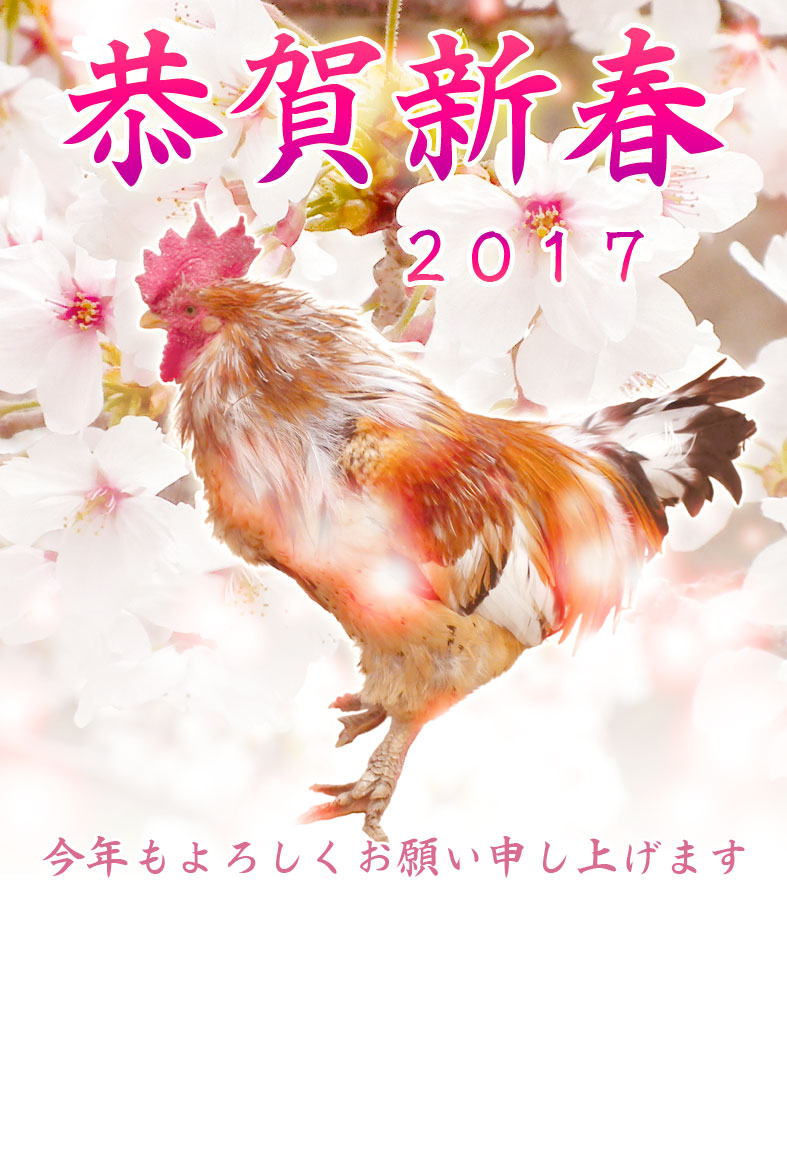 鶏(ニワトリ)写真年賀状テンプレート素材08