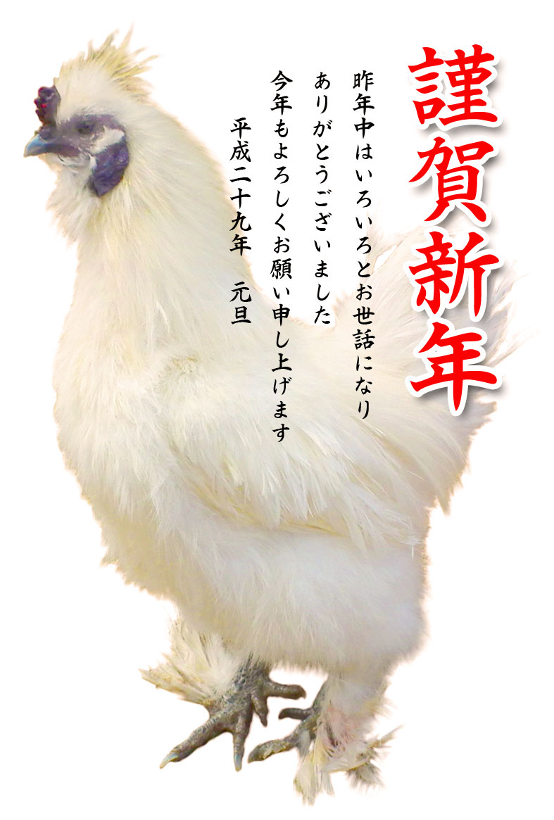 烏骨鶏(ウコッケイ)写真年賀状テンプレート素材