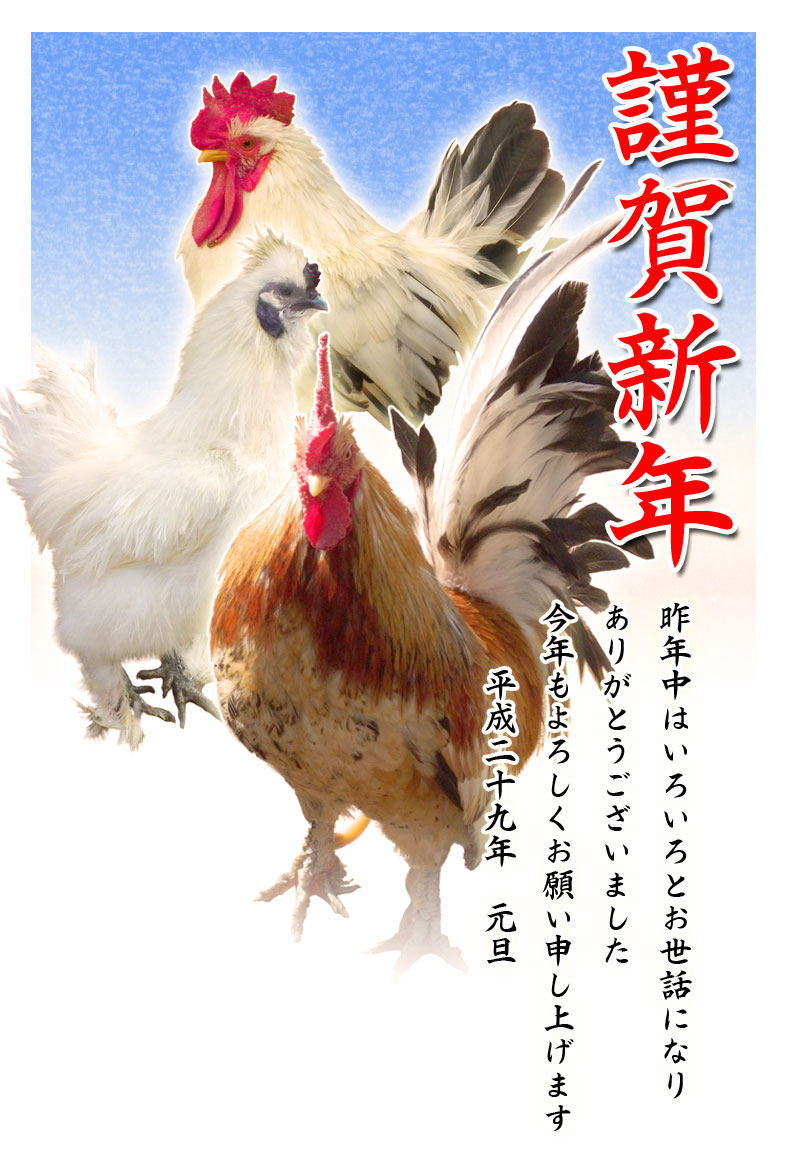 鶏(ニワトリ)写真年賀状テンプレート素材10