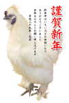 鶏写真年賀状09サムネイル