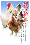 鶏写真年賀状10サムネイル